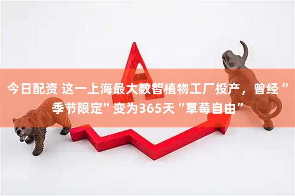 今日配资 这一上海最大数智植物工厂投产，曾经“季节限定”变为365天“草莓自由”